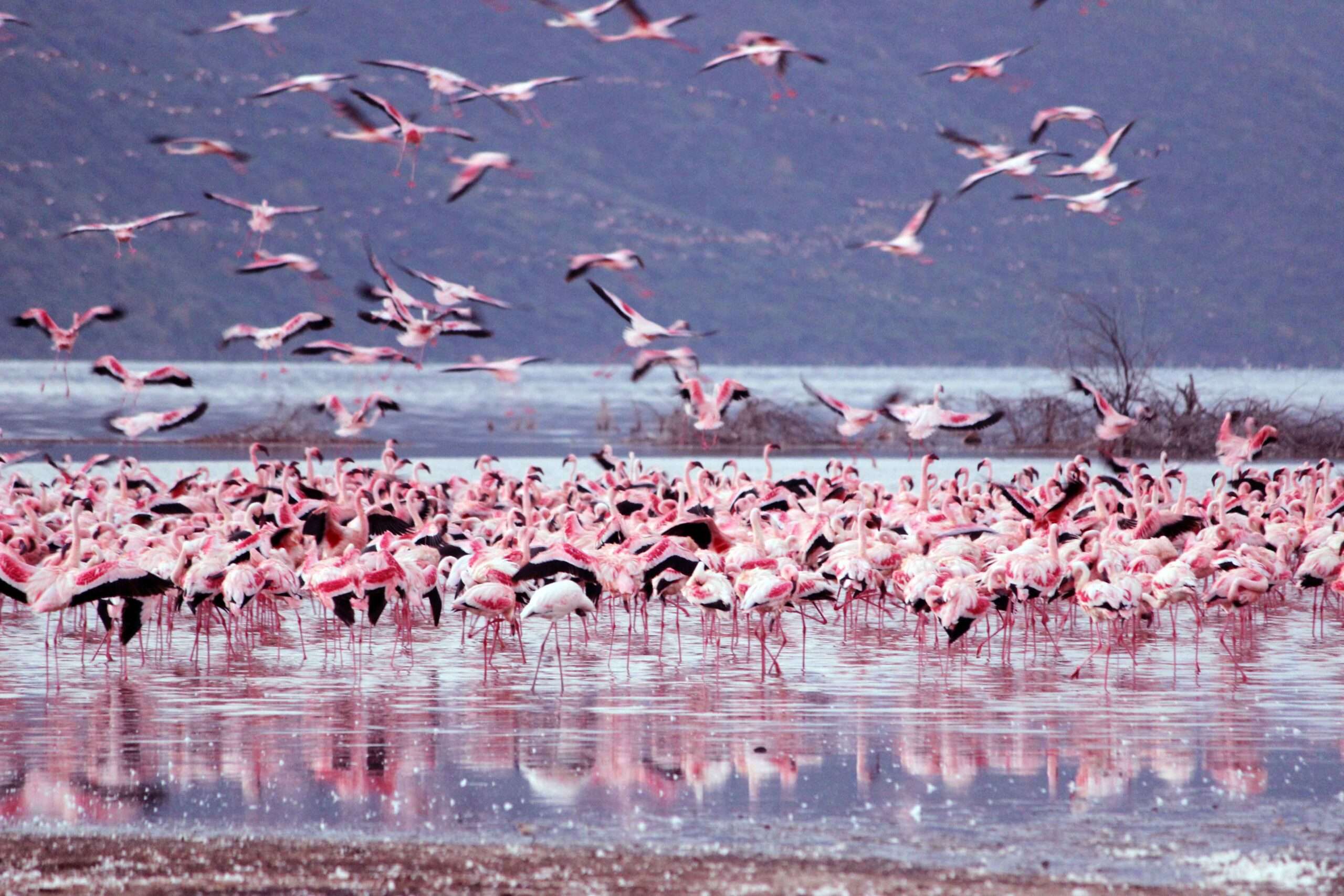 Days Ultimate Safari Lake Nakuru And Masai Mara Meektrails Safaris