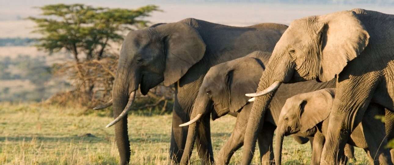 Big 5 Safari In Masai Mara And Lake Nakuru
