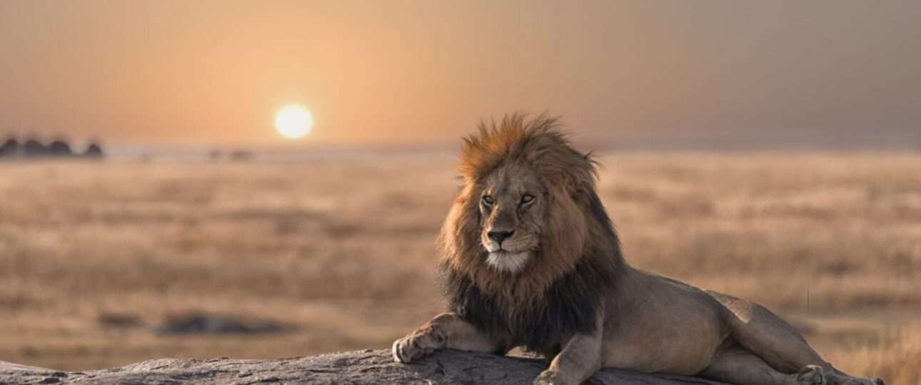 A male lion is sitting on the rock, watching his land