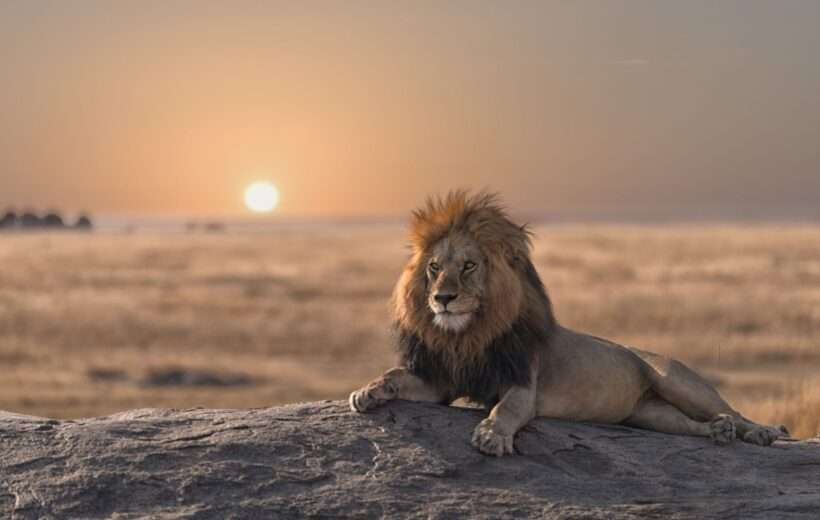 4 DAY AMAZING TARANGIRE, SERENGETI AND NGORONGORO ADVENTURE