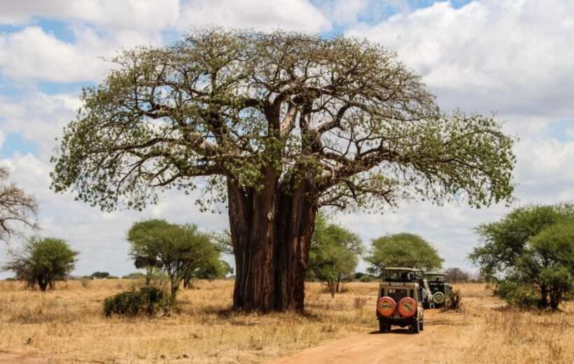 JAMBO 10 DAY MARA TO DIANI SAFARI.