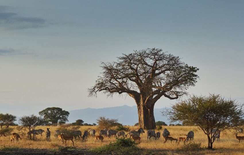 Landscape of an african park with baobab, zebras and impala