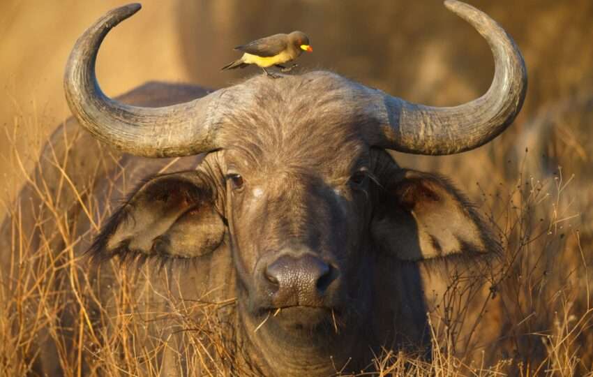 Cape Buffalo and Yellow Billed Oxpecker, Ngorongoro Crater, Tanzania Africa