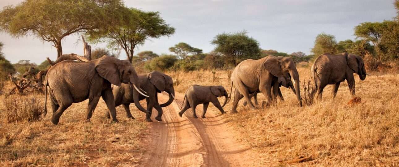 A family of elephants in Tarangire National park, Tanzania