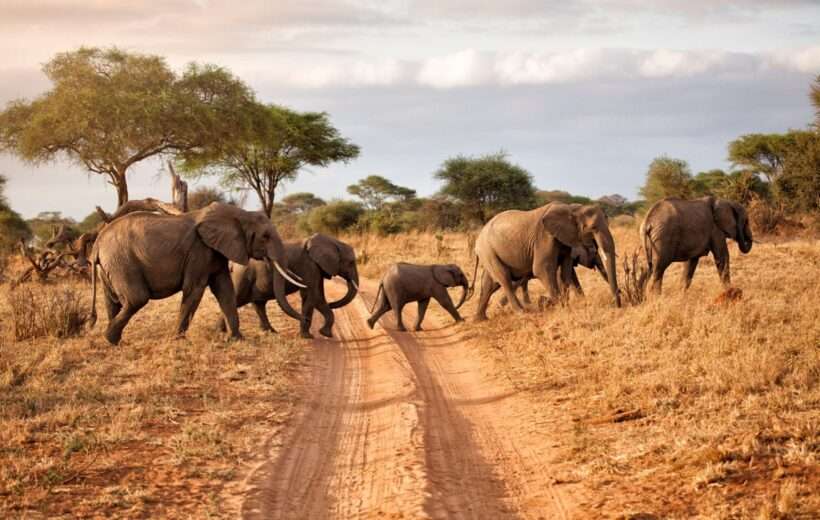 2 DAY TARANGIRE AND NGORONGORO ADVENTURE
