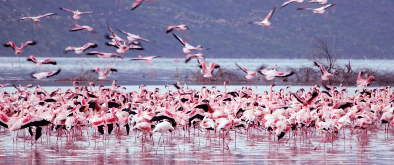 Flamingos Lake Nakuru National Park