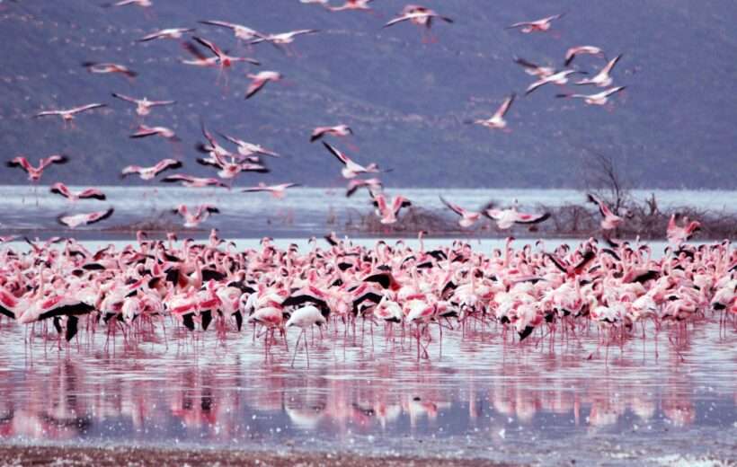 4 Day Lake Naivasha, Nakuru Maasai Mara 4 X 4 Safari