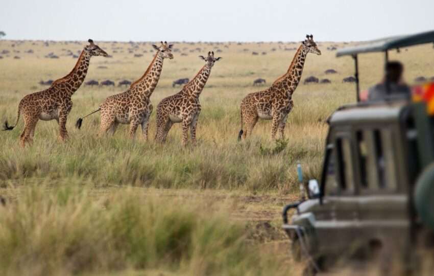 Giraffes herd in savannah