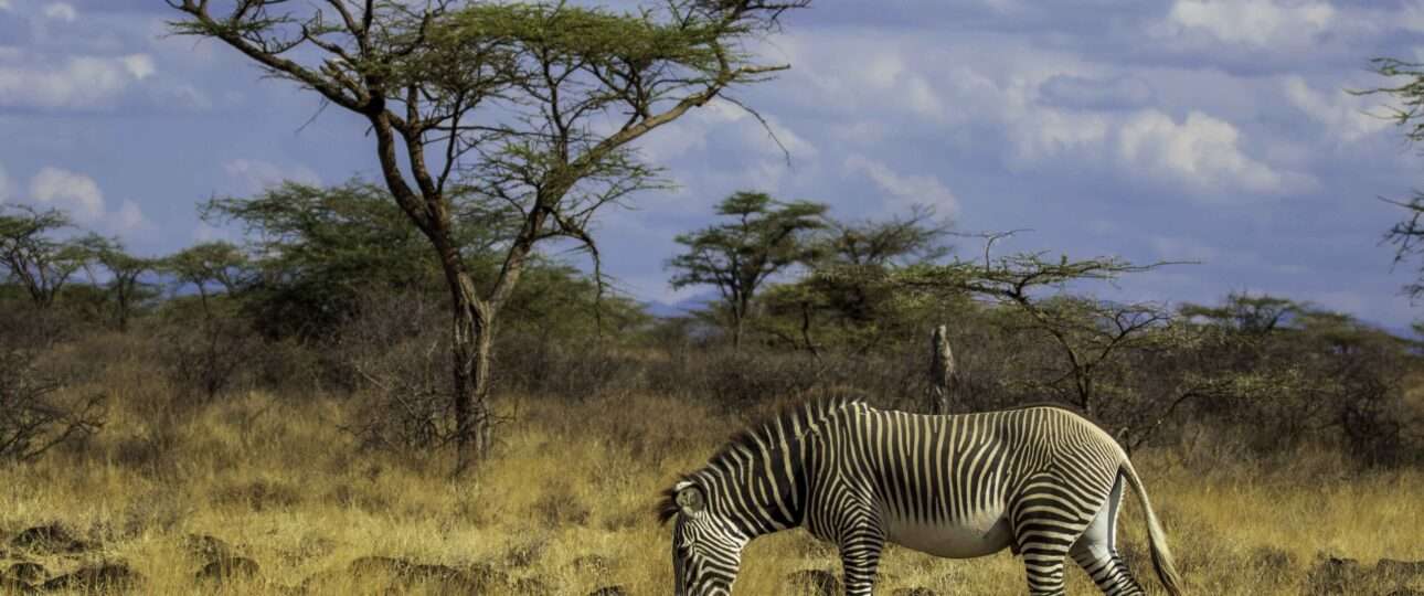 Grevys zebra scaled