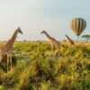 African safari trips