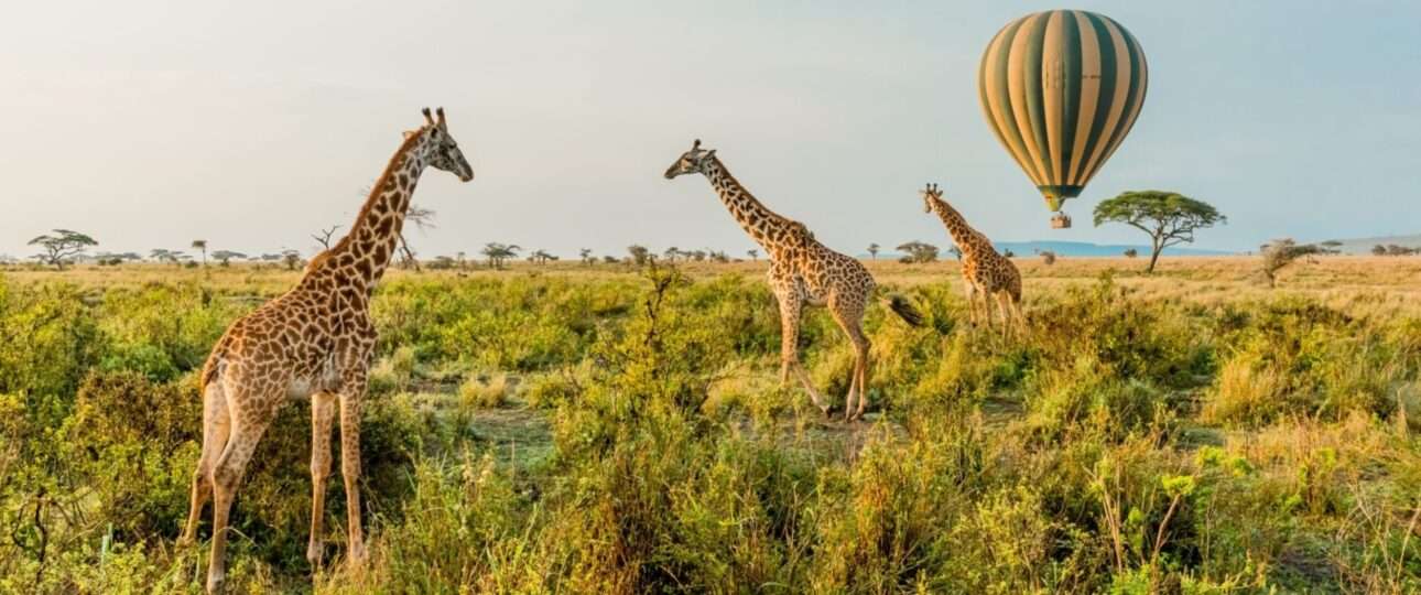 African safari trips