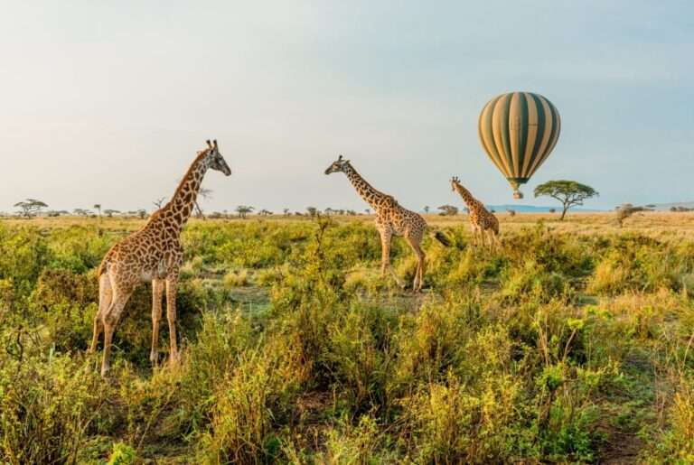 African safari trips