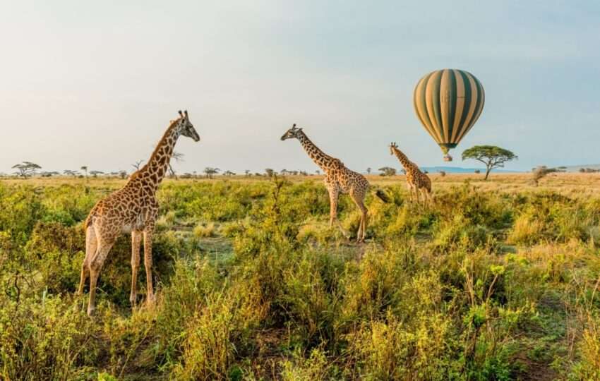 African safari trips