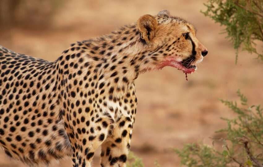 Cheetah - Acinonyx jubatus large cat native to Africa and central Iran. It is the fastest land animal, variety of habitats savannahs, arid mountain ranges and hilly desert terrain in Iran, bloody jaws.