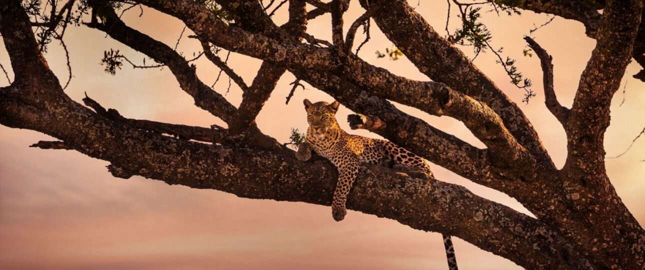 Beautiful leopard rests in a tree at sunset in Serengeti, Africa Tanzania.