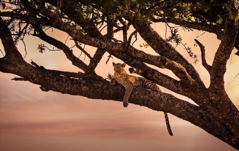4 DAYS FABULOUS TANZANIA ADVENTURE SAFARI