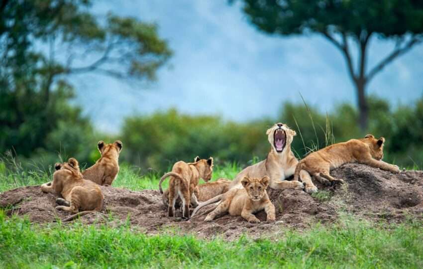 A moaning lioness (panthera leo) with her cubs is resting on a small hill. Shot in wildlife, directly at the border of Masai Mara (Kenya) and Serengeti (Tanzania).