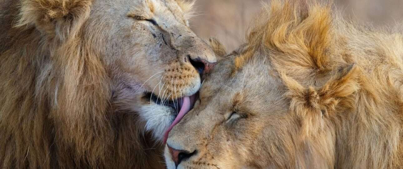 Lions Grooming at Ngorongoro Crater