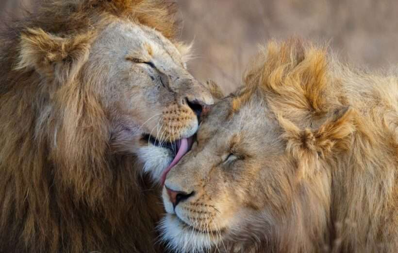 3 DAYS GREATEST TANZANIA ADVENTURE SAFARI