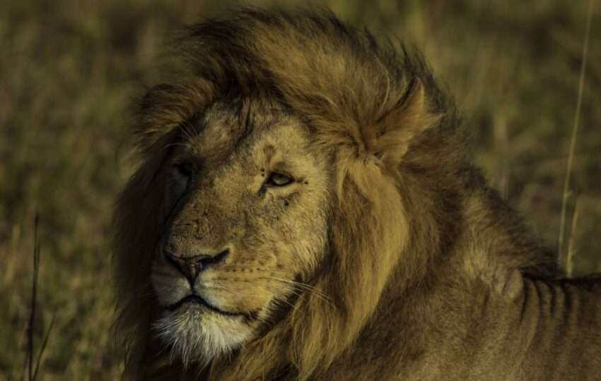 Male Lions in Masai Mara
