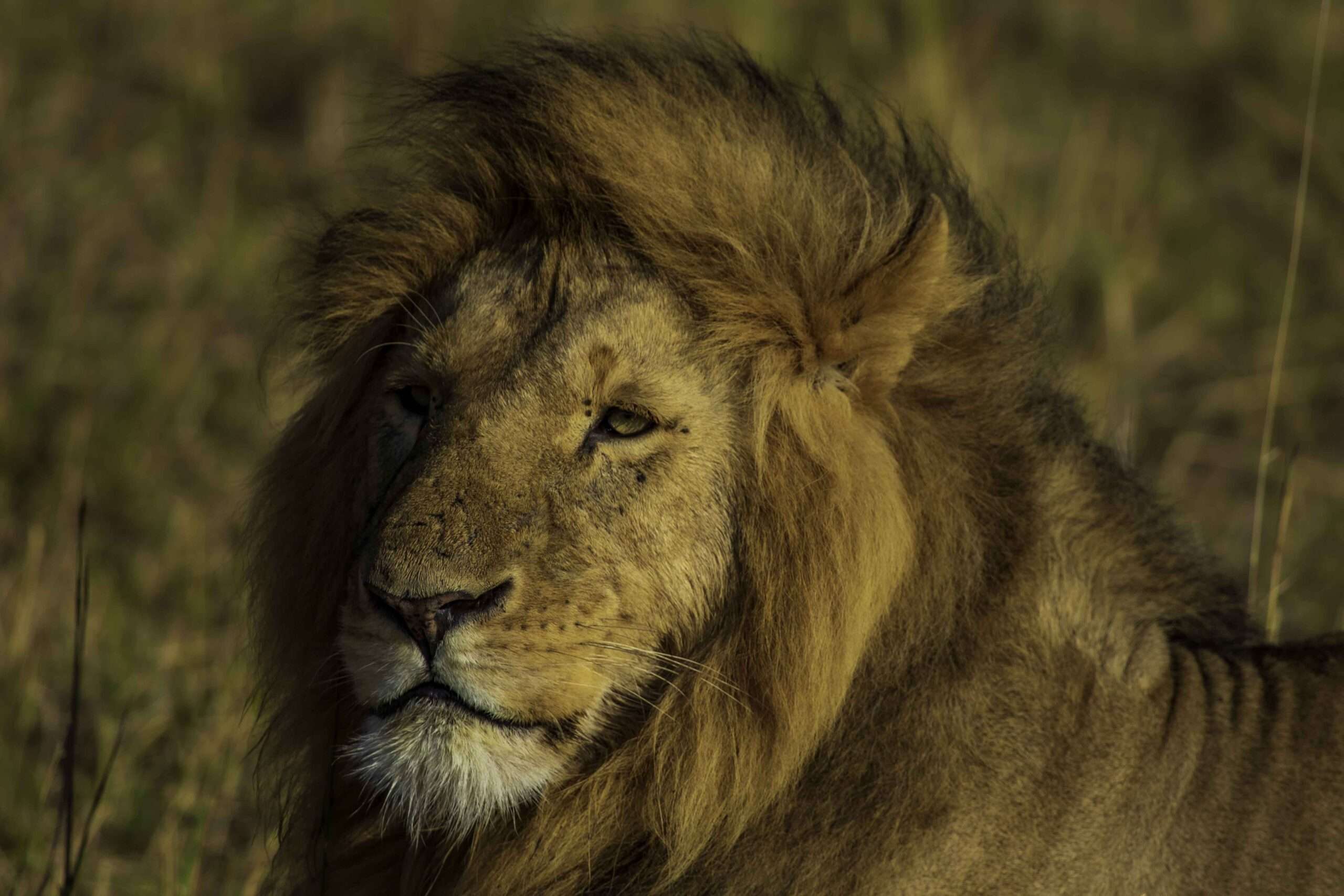 Masai Mara National Reserve