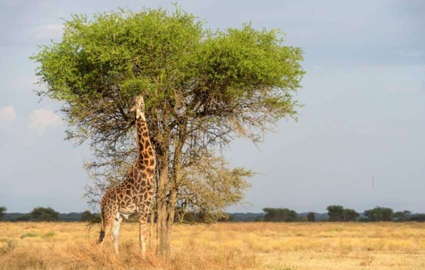 Masai giraffe (Giraffa camelopardalis tippelskirchii) eating on acacia tree, Ngorongoro Conservation Area, Tanzania