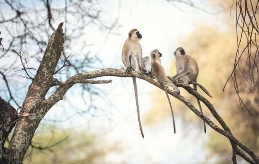 Monkey family sitting on a tree (Tarangire National Park, Tanzania).