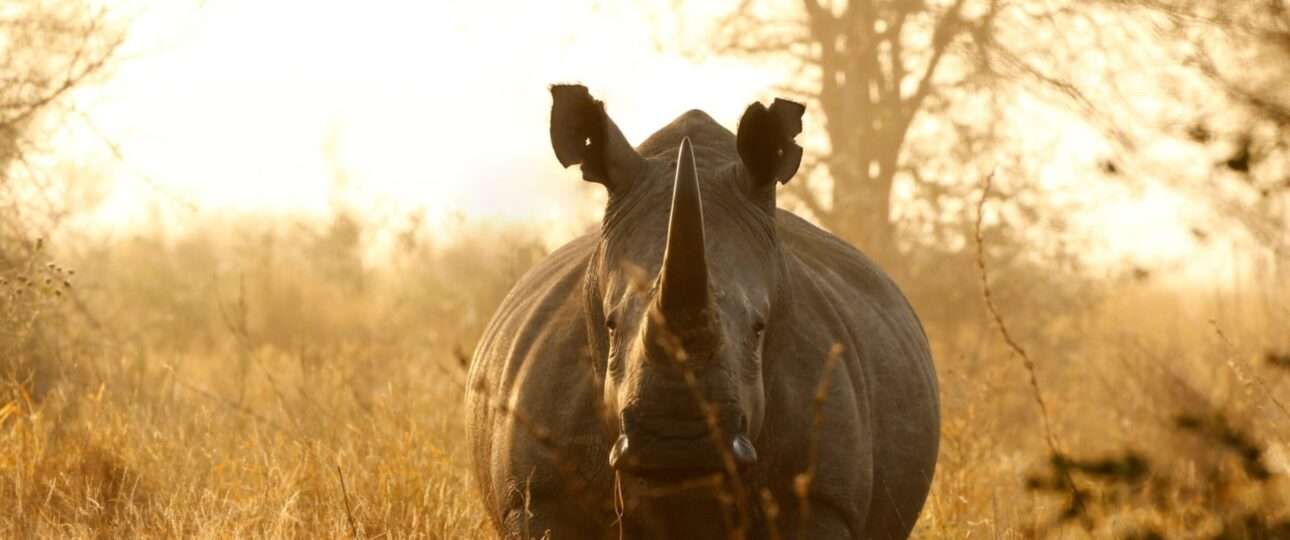 Rhino White African lowveld wildlife safari game drive scaled