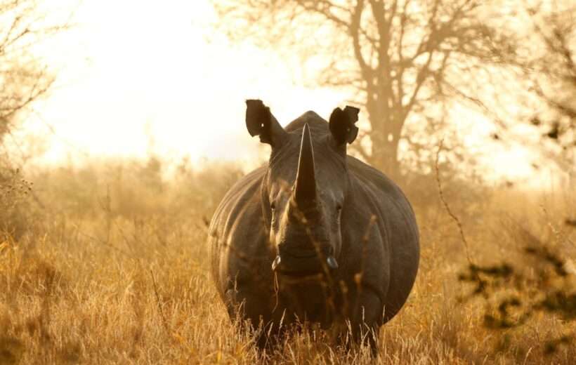 8 DAY KENYA BIG 5 & RHINO TRACKING SAFARI