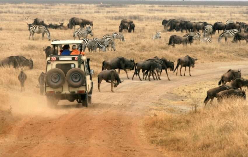 Safari Vehicle Looking at Herd of Wildebeest