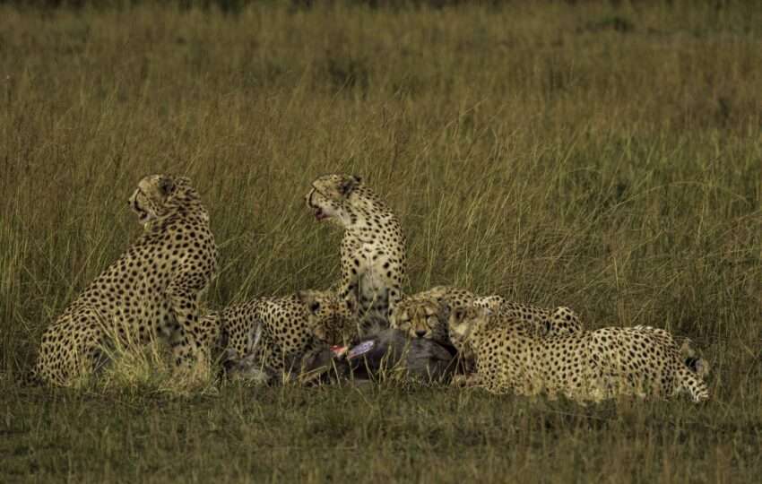7 days Kenya safari in Amboseli, Naivasha, Hells Gate, Nakuru, and Masai Mara