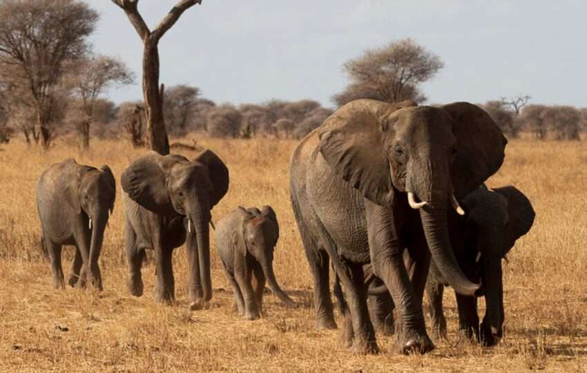 Tarangire Wildlife pictures