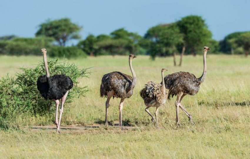 The common ostrich (Struthio camelus), or simply ostrich, is a species of large flightless bird native to Africa. Tarangire National
