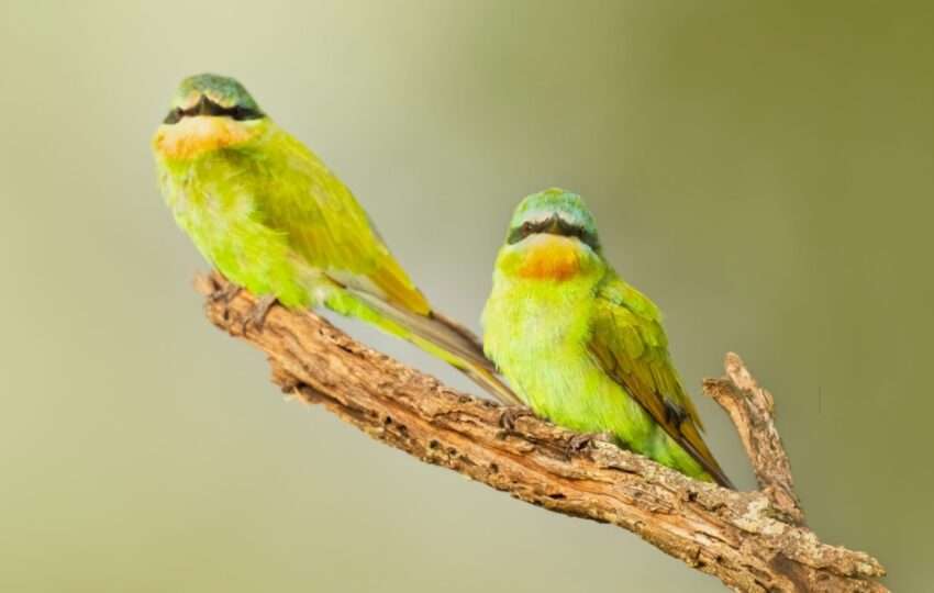 Blue-cheeked bee-eater (Merops persicus), two birds. Tarangire National Park, Tanzania, Africa