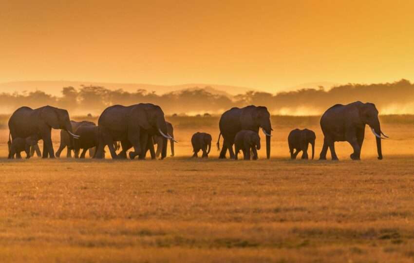 Wild african animals shot at Ambroseli National Park, Kenya