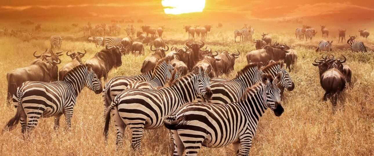 Zebra at sunset in the Serengeti National Park. Africa. Tanzania.