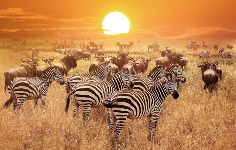 10 – DAY Great Kenya, Samburu, Masai Mara to Tsavo West Safari.