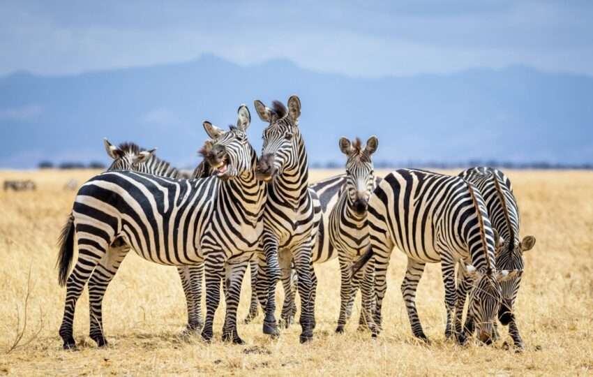 Group of zebras in Tarangire National Park / Tanzania