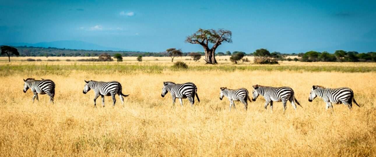 When moving from one location to another, zebras always walk in line, one after the other.