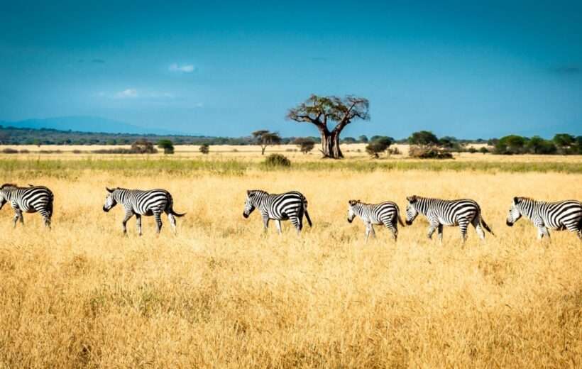 4 DAYS NATURE ADVENTURE TANZANIA  SAFARI