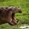 hippo 1