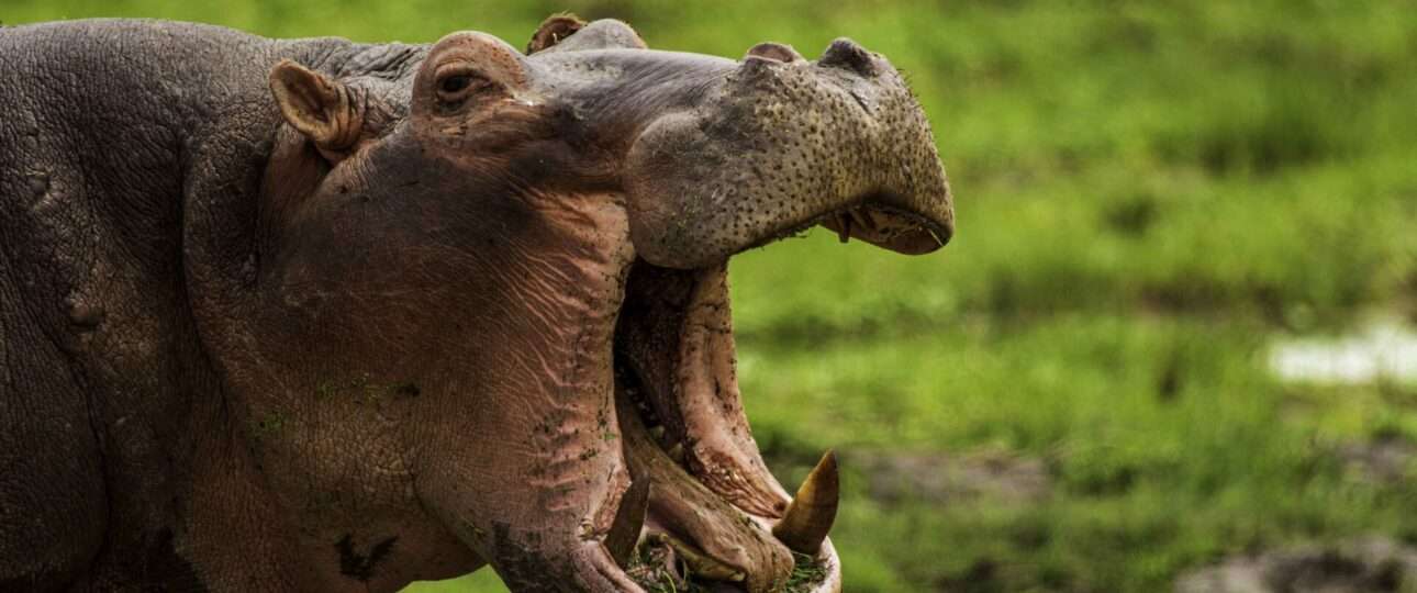hippo 1