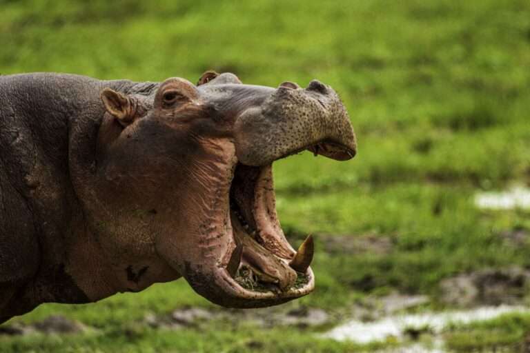 hippo 1