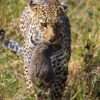 mara leopards 1