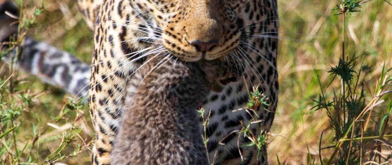 mara leopards 1