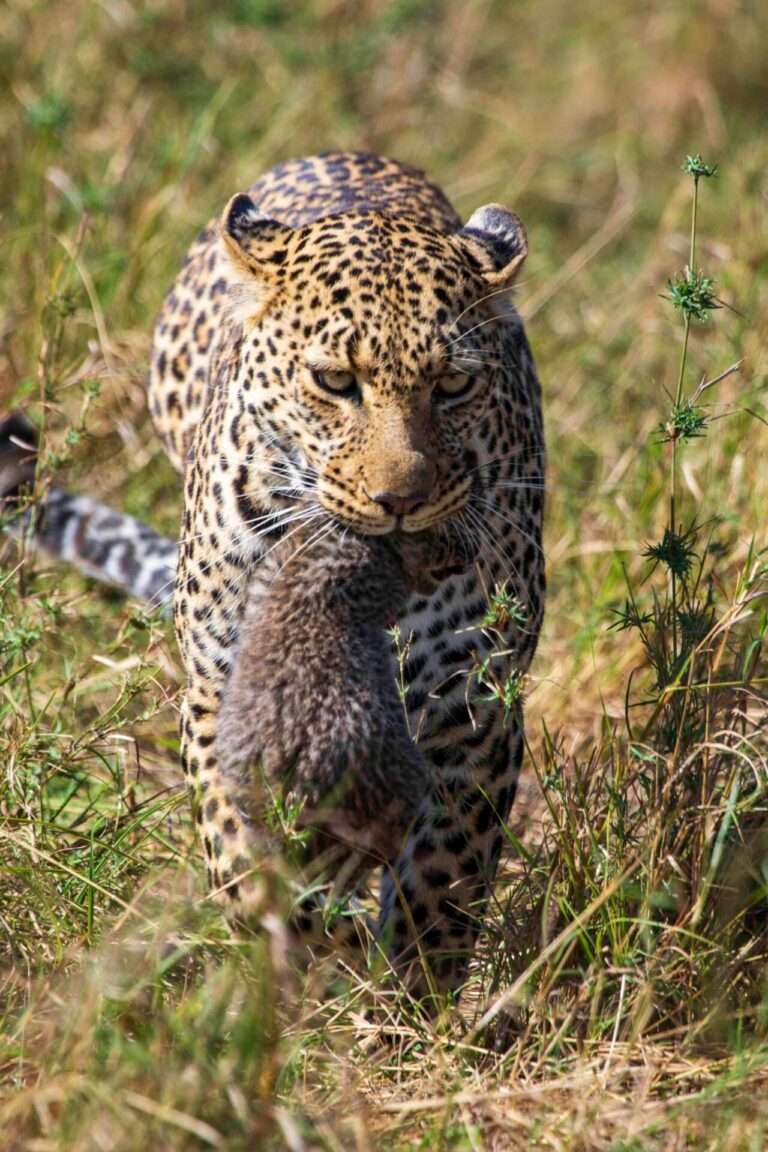 mara leopards 1