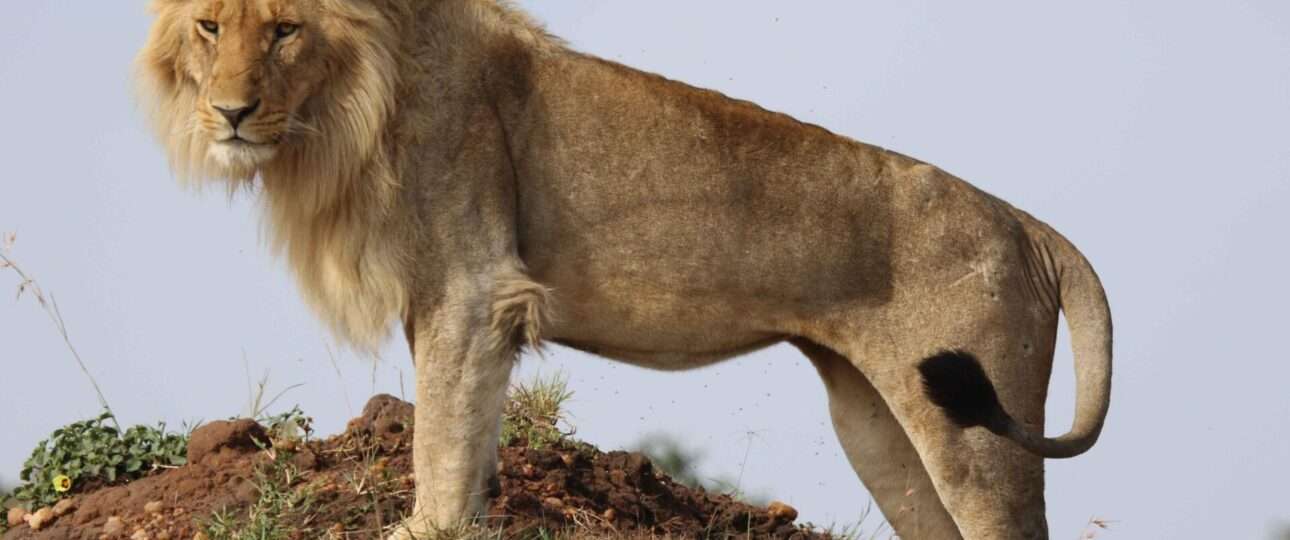 mara lions 5