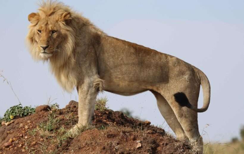 3 Days  Amboseli Tsavo East Safari