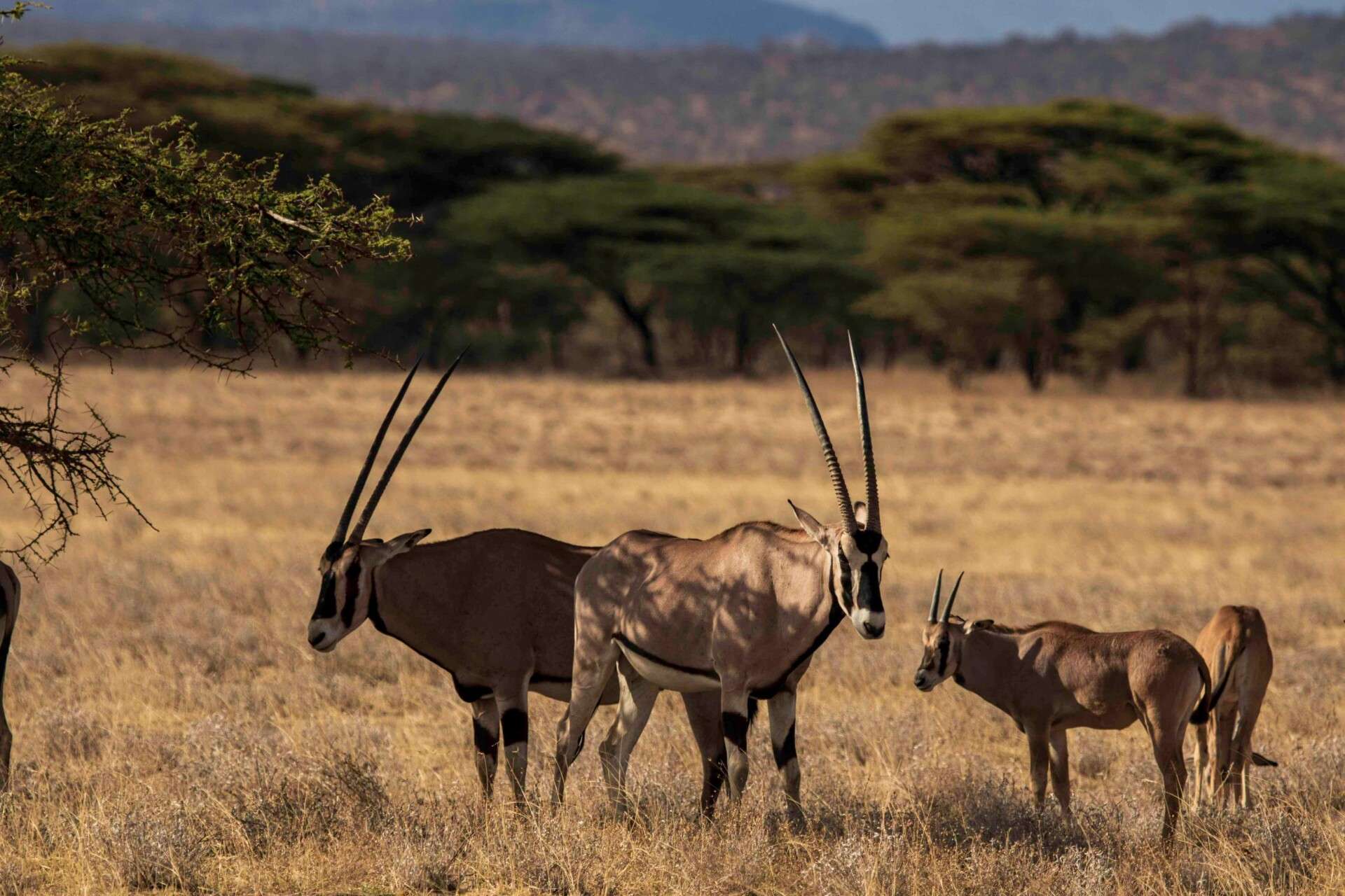 Samburu National Reserve