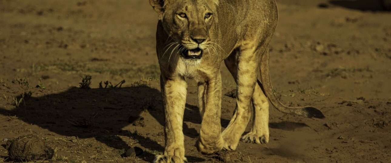 samburu lioness 1 scaled